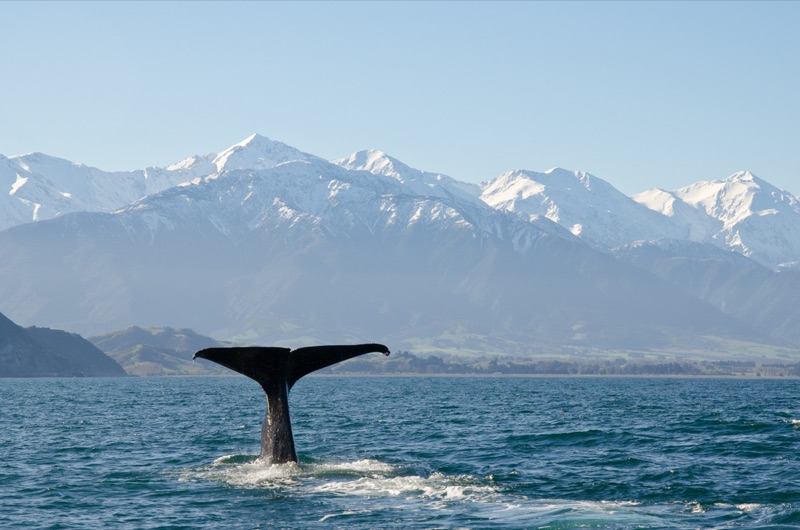 Whale Watching